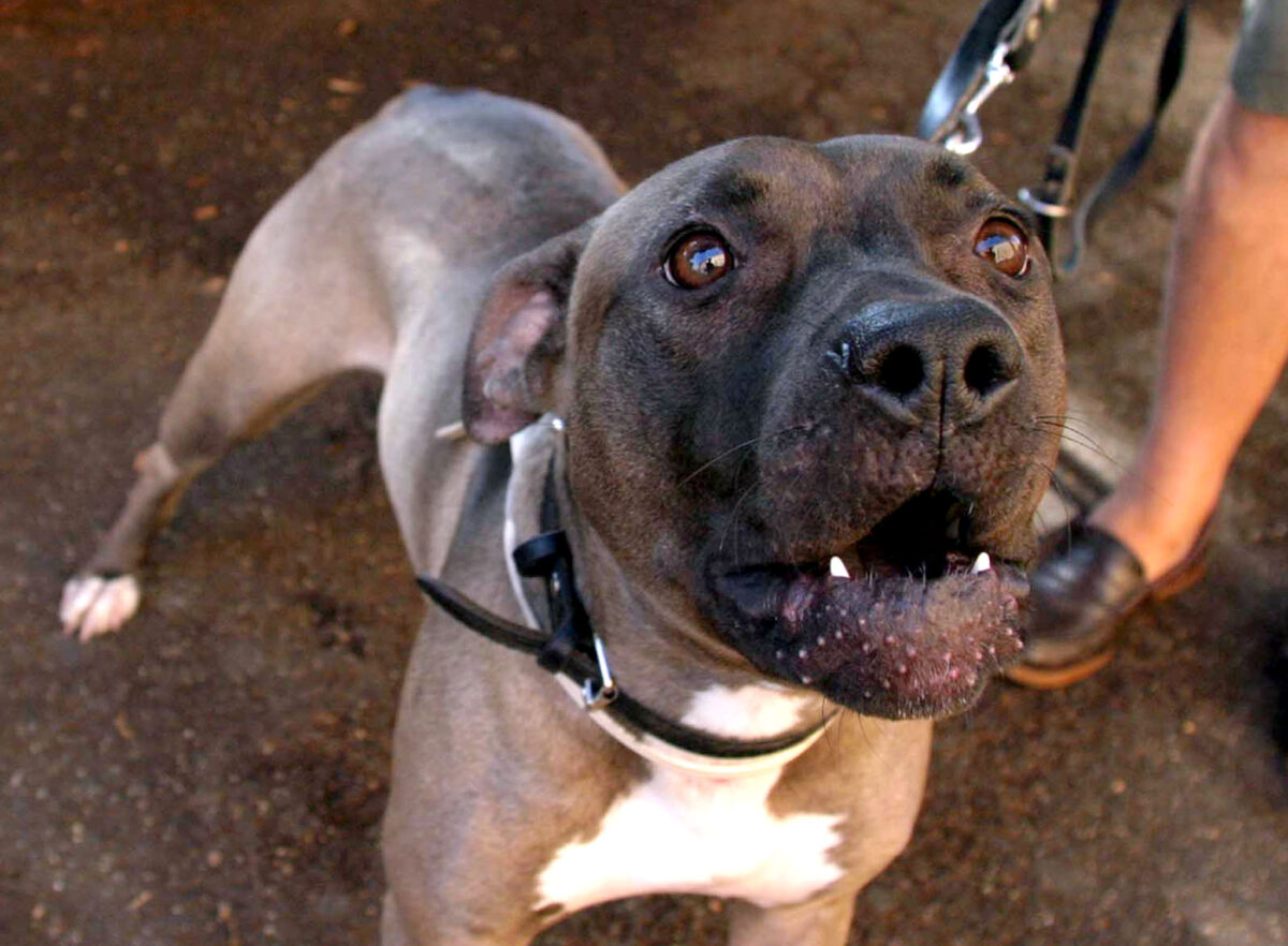 Regolamento animali, chiarimenti dopo le polemiche a Terni. "Museruola solo in caso di rischio"