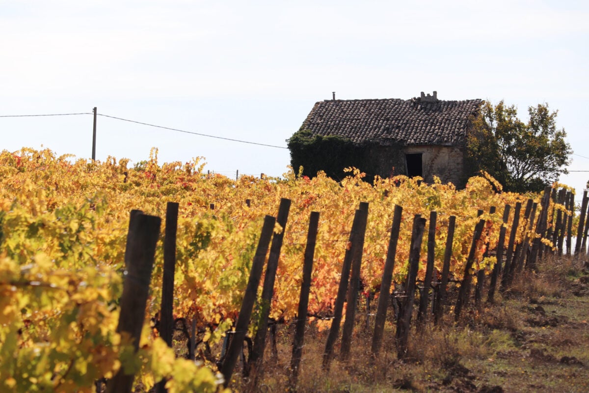 Sagrantino di Montefalco, la storia del vino: zona di produzione e caratteristiche