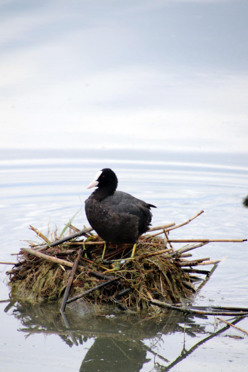 Flora e fauna del Trasimeno: ecco dove e come trovarle