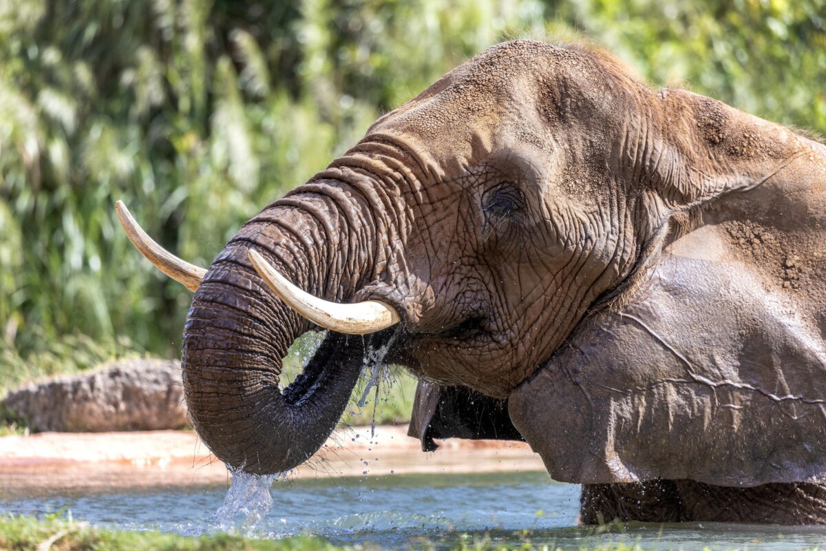 Elefante in centro ad Amelia: arriva la risposta e il chiarimento da parte del Comune all'allarme lanciato dagli ambientalisti