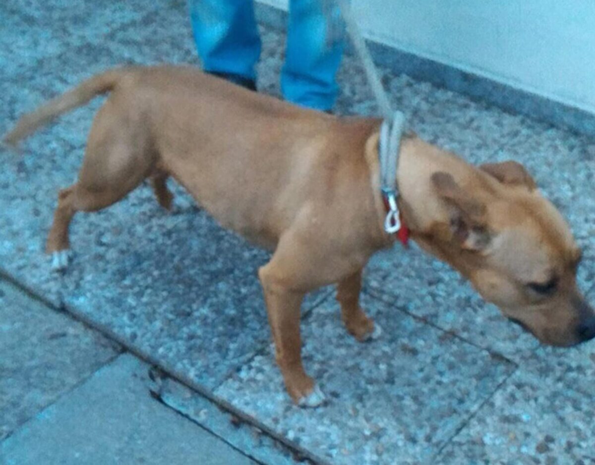 Pitbull ucciso brutalmente a Narni provoca il duro intervento di LNDC Animal Protection