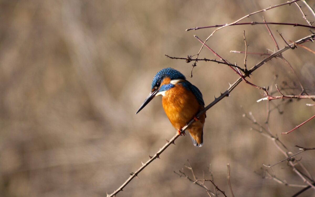 L'Umbria della biodiversità tra parchi naturali e specie protette