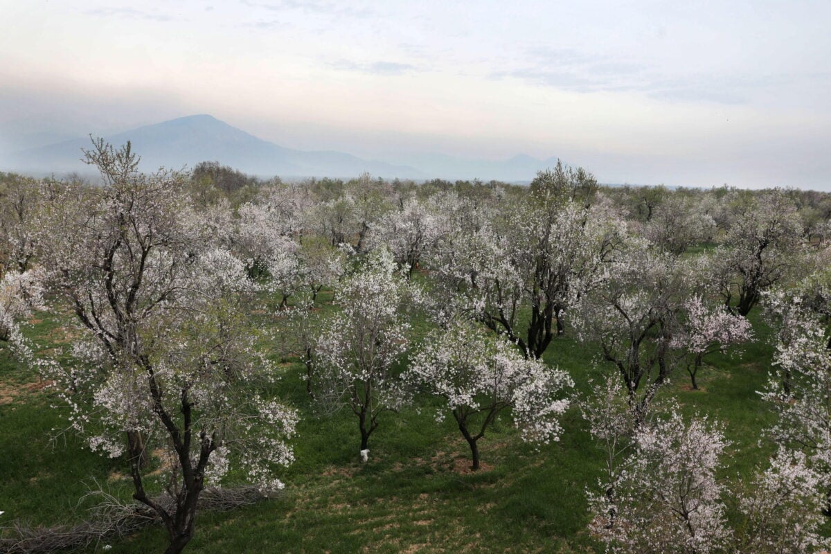 Fiori e piante dell'Umbria: ecco i più belli della regione