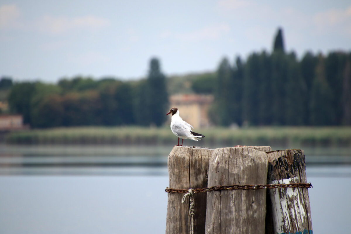 Il Parco Regionale del Trasimeno: alla scoperta delle meraviglie e delle peculiarità di uno dei Parchi più suggestivi dell'Umbria