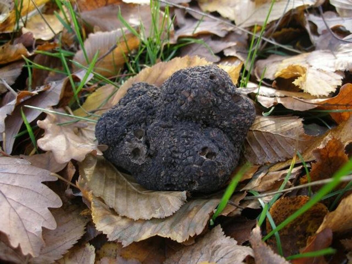 Tartufo: Giuliano Martinelli di Giuliano Tartufi analizza l'andamento della stagione