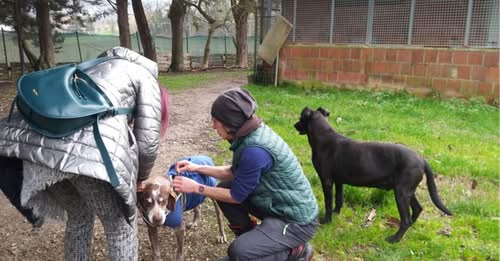 Adottato Andrew, il cane più anziano del canile di Città di Castello