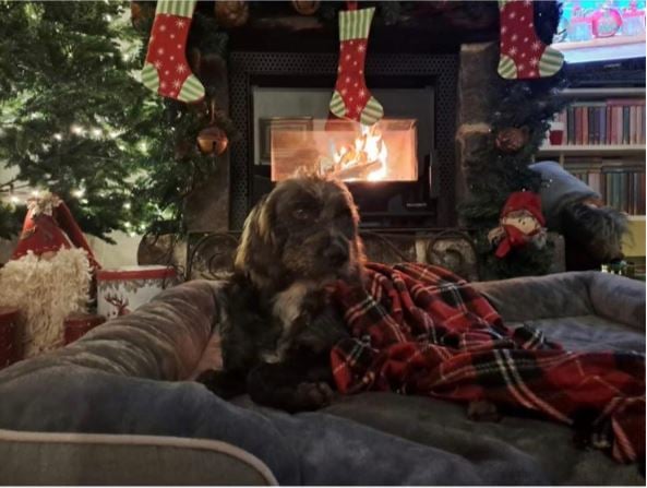 Al canile di Fabro adottati sei cani durante le feste. I soldi risparmiati andranno per i parchi pubblici