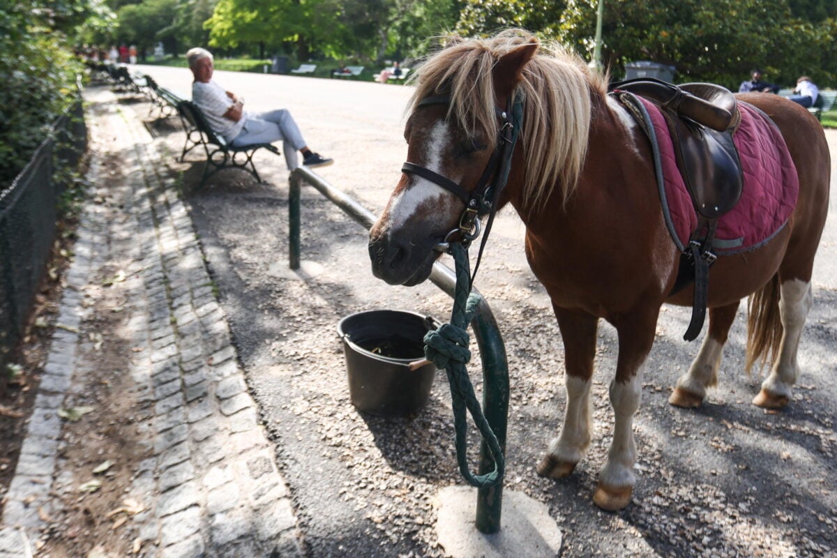 Smantellata rete illegale di macellazione di cavalli: arresti e sequestri